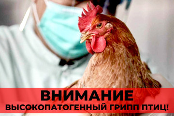 о сложной ситуации по высокопатогенному гриппу птиц - фото - 1