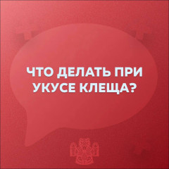 случаи укусов клещей участились в Смоленске - фото - 2