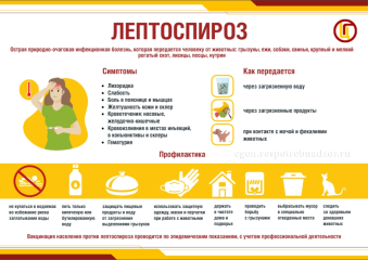 что такое лептоспироз - фото - 1