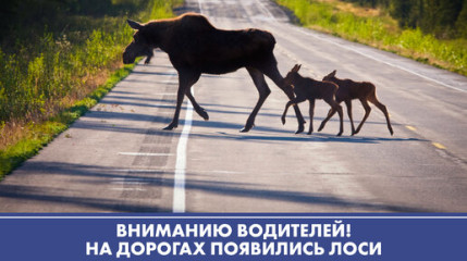 вниманию, водителей - фото - 1