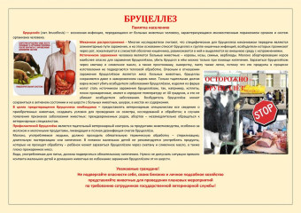 памятка по бруцеллезу - фото - 1