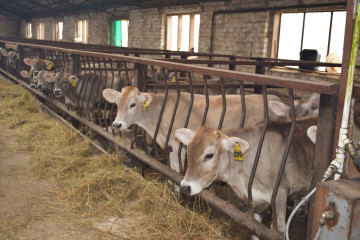 с Днем работника сельского хозяйства - фото - 51