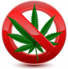 памятка о необходимости проведения мероприятий по своевременному выявлению очагов произрастания дикорастущей конопли и об ответственности за непринятие мер по их устранению - фото - 1