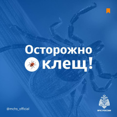 осторожно, клещ - фото - 5