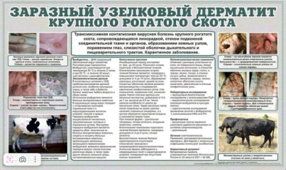 сохраняется угроза обострения эпизоотической ситуации по заразным болезням животных - фото - 5