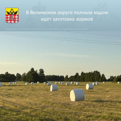 в Велижском округе полным ходом идёт заготовка кормов - фото - 6