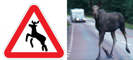 госавтоинспекция предупреждает: остерегайтесь появления диких животных на дороге - фото - 1